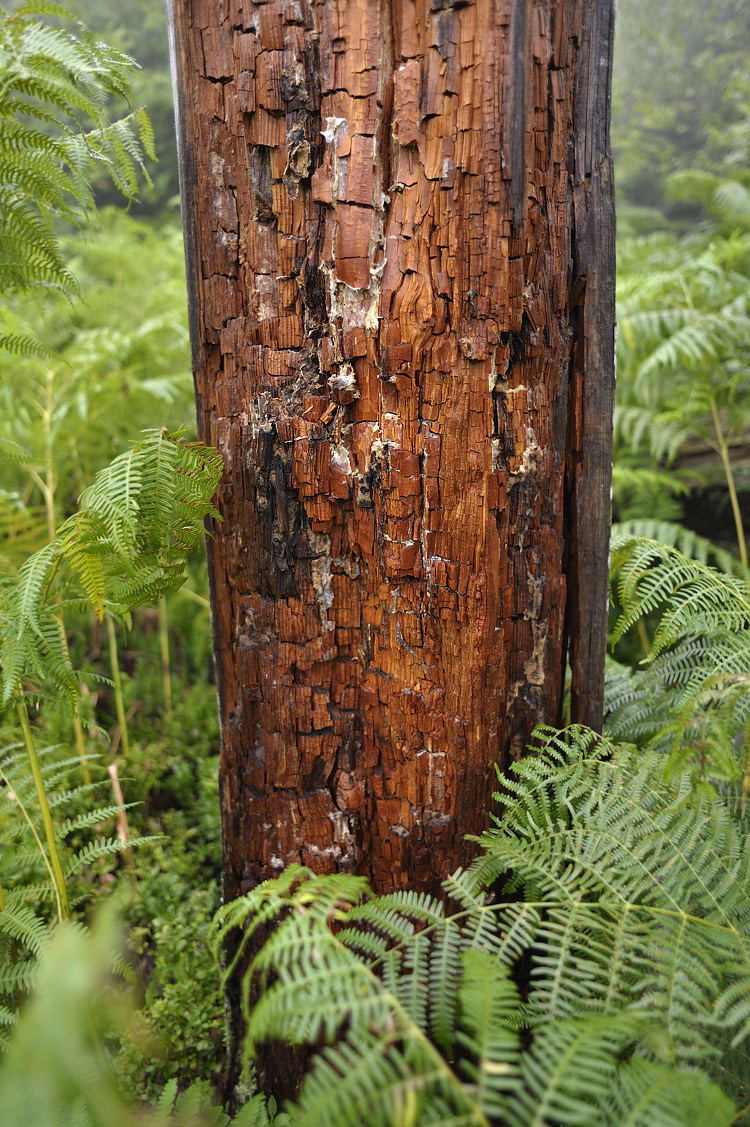 Foto: Stefan Oldenburg - Natur