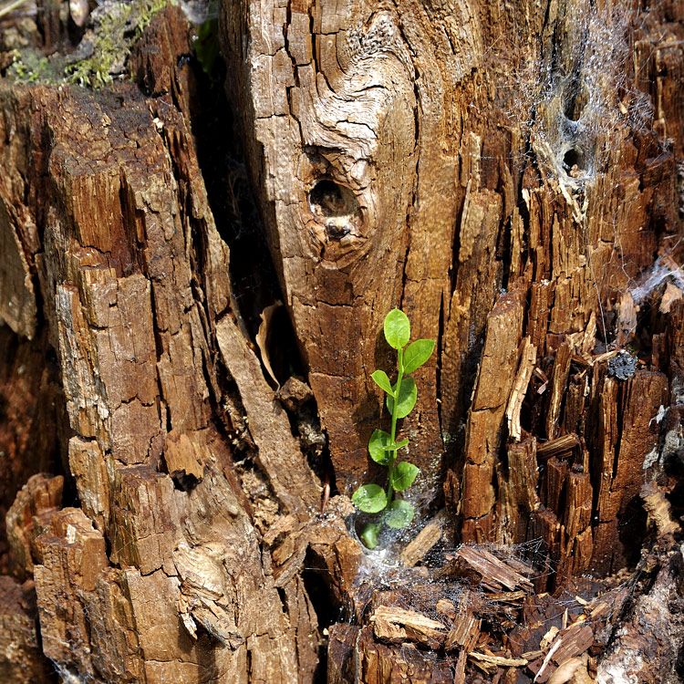 Foto: Stefan Oldenburg - Natur