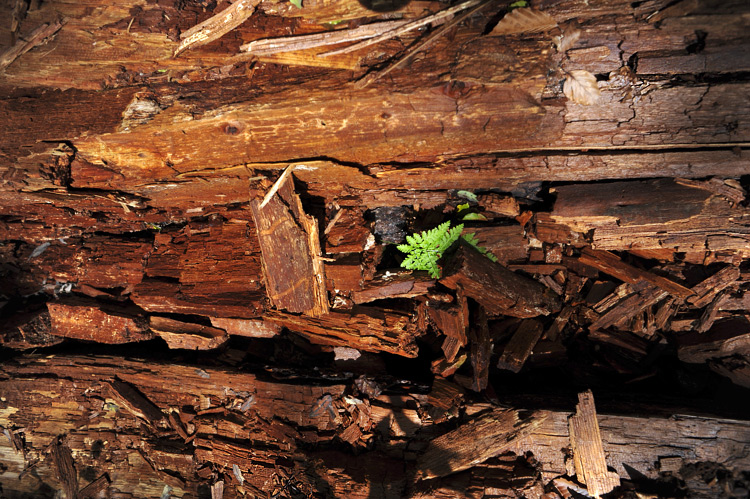 Foto: Stefan Oldenburg - Natur