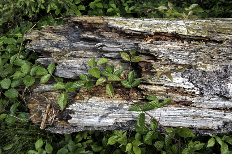 Foto: Stefan Oldenburg - Natur