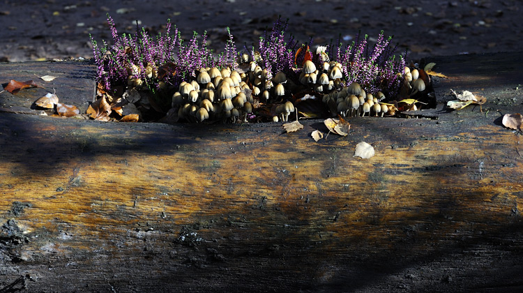 Foto: Stefan Oldenburg - Natur