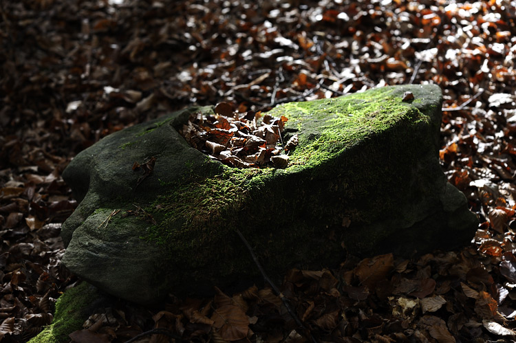 Foto: Stefan Oldenburg - Natur