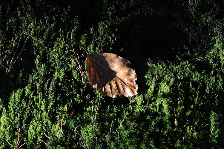 Foto: Stefan Oldenburg - Natur