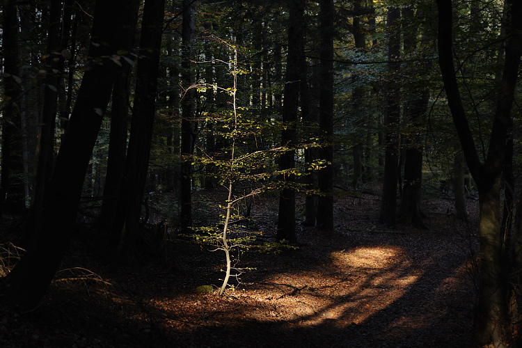 Foto: Stefan Oldenburg - Natur