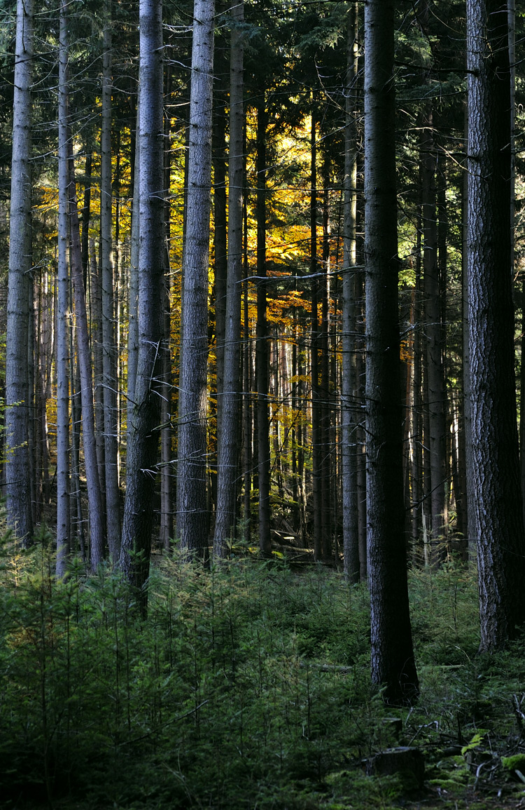 Foto: Stefan Oldenburg - Natur