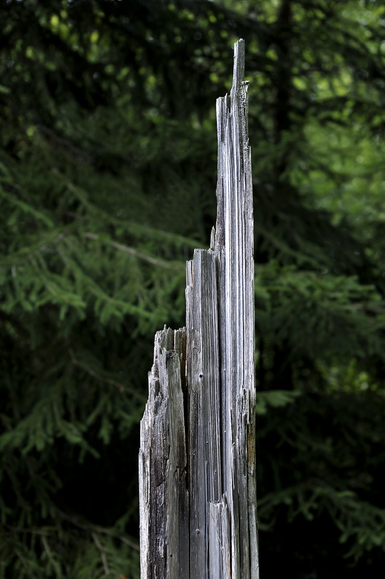 Foto: Stefan Oldenburg - Natur