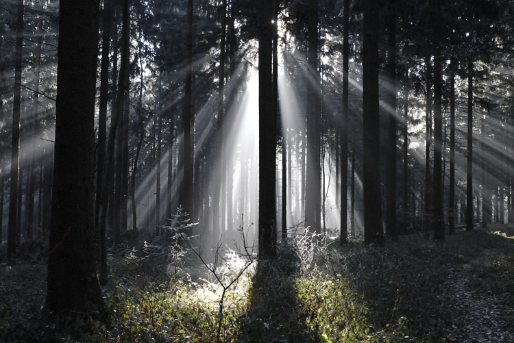 Foto: Stefan Oldenburg - Natur