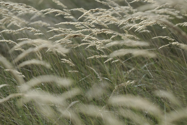 Foto: Stefan Oldenburg - Natur