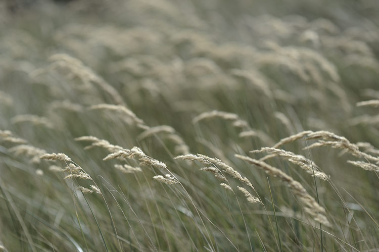 Foto: Stefan Oldenburg - Natur