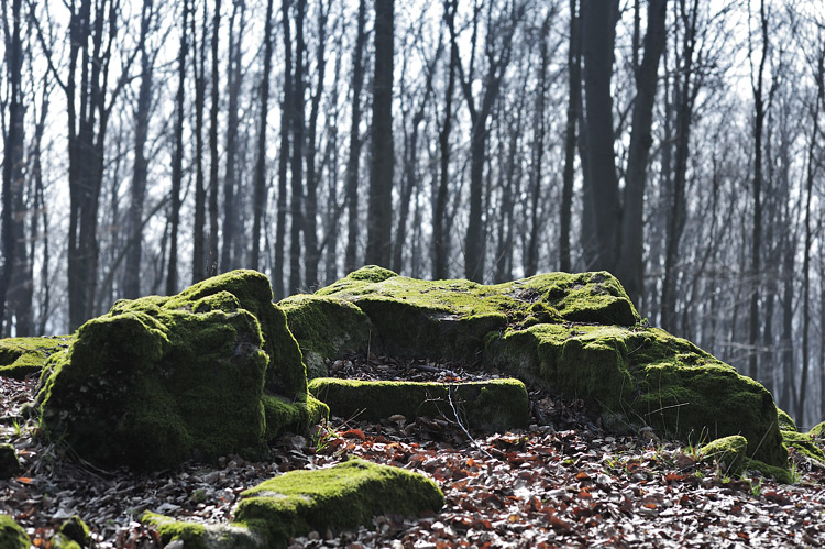 Foto: Stefan Oldenburg - Natur