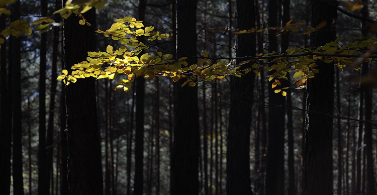 Foto: Stefan Oldenburg - Natur