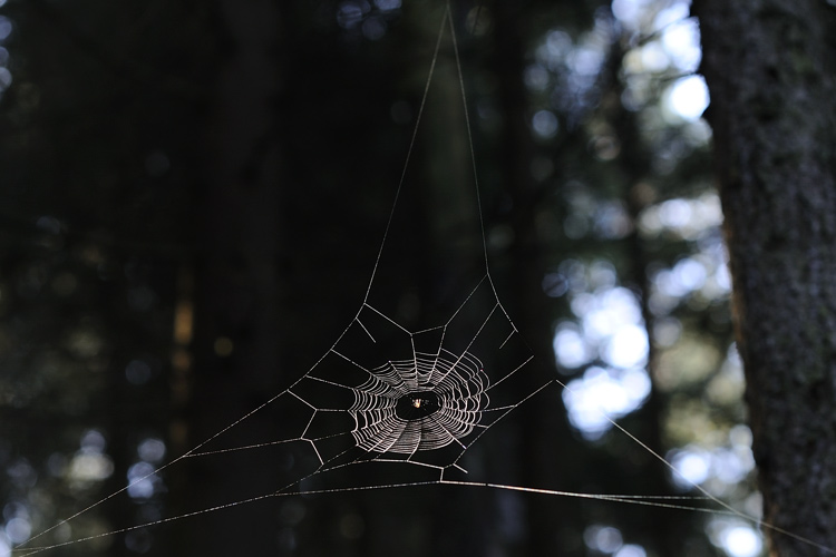 Foto: Stefan Oldenburg - Natur