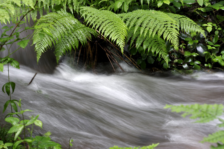 Foto: Stefan Oldenburg - Natur