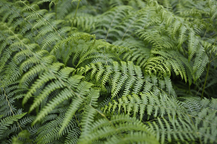 Foto: Stefan Oldenburg - Natur